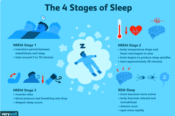 the four sleep stages